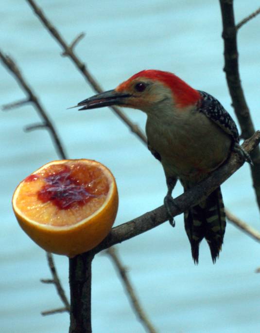 Red_Bellied_Woodpecker_Eating_an_Orange_with_Jelly_(5776778980) - Copy